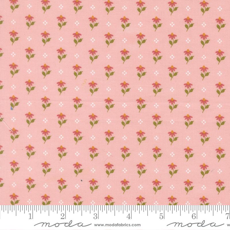 Wild Honey Carnation Coneflower 5252 12