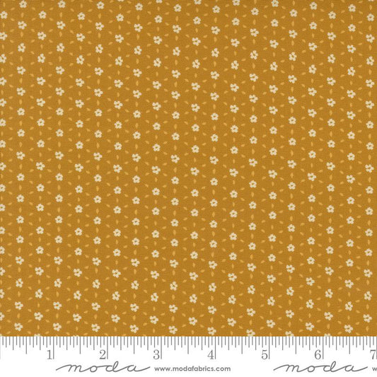 Sagewood Seedling Golden 11956 12