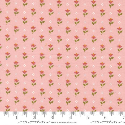 Wild Honey Carnation Coneflower 5252 12
