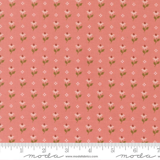 Wild Honey Rose Water Coneflower 5252 13