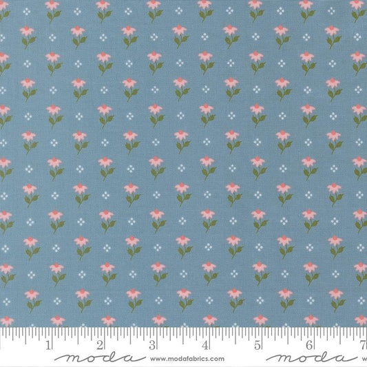 Wild Honey Sky Coneflower 5252 14