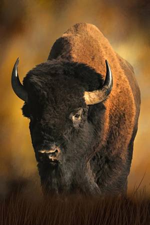 I'm the Boss Bison Panel 16in x 24in