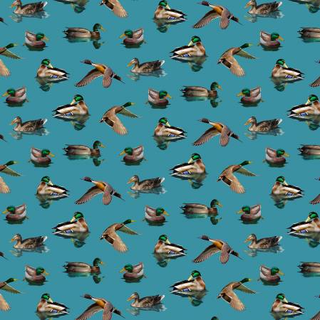 Aqua Ducks on Our Lake