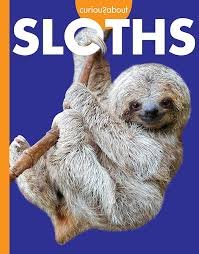 Curious About Sloths